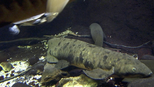 Ikan Lungfish "Si Kakek" (Foto: AP Photo/M. Spencer Green)