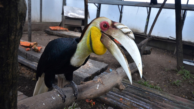 Rangkong Sulawesi di penangkaran Mako Lantamal IV. Foto: Antara/Dewi Fajriani