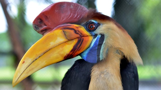 Burung Rangkong Sulawesi (Rhyticeros Cassidix). (Foto: Antara/Dewi Fajriani)