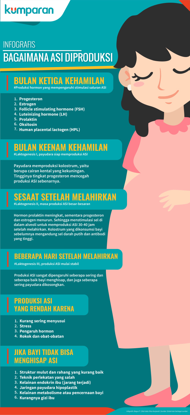 Infografis Bagaimana ASI Diproduksi (Foto: Bagus Permadi/kumparan)