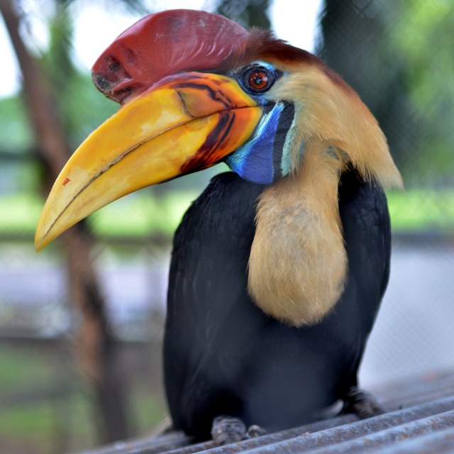 Burung rangkong sulawesi (Foto: Dewi Fajriani/Antara)