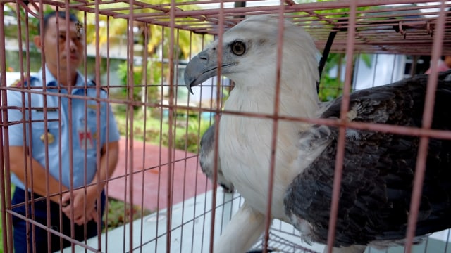 Elang Laut di rumah dinas Pangkoopsau II TNI AU. (Foto: Sahrul Manda Tikupadang/Antara)