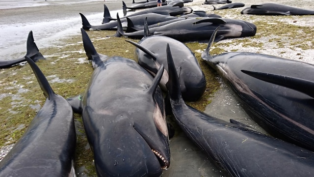 Ratusan paus terdampar di Teluk Emas (Foto: Ross Wearing/Reuters)