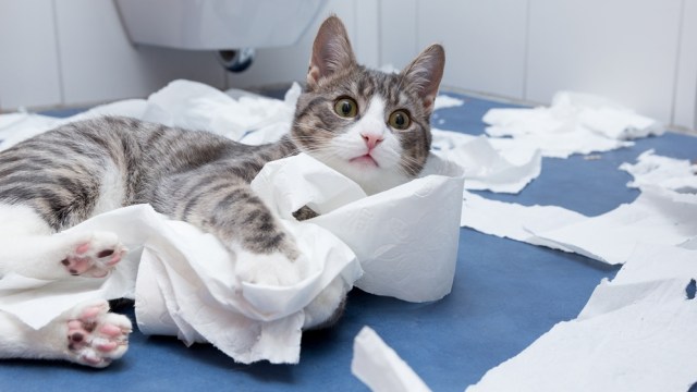 Kucing. (Foto: Thinkstock/Ramaboin)