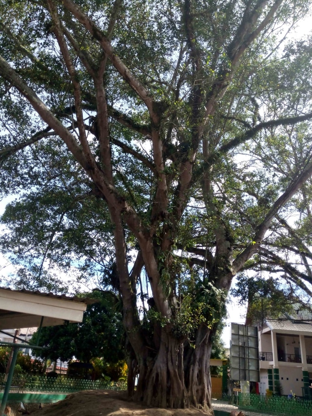 Pohon