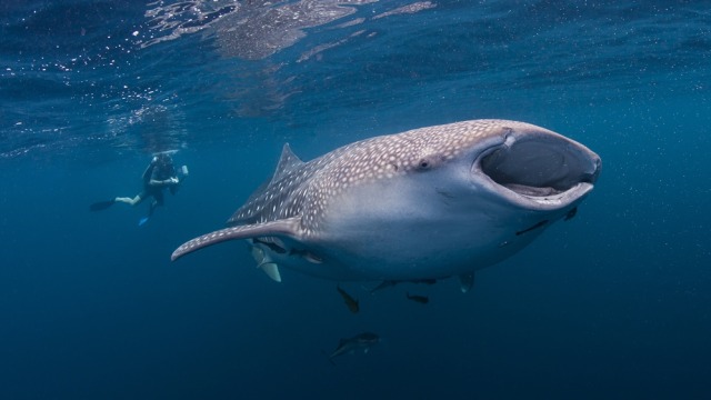 Hiu Paus yang hidup di laut tropis. (Foto: Thinkstock/Paul Cowell)