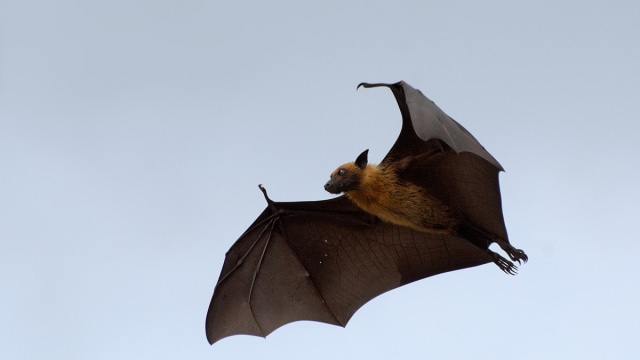 Kelelawar raksasa Pteropus. (Foto: Flickr/Stefano Tassano)