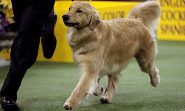 Anjing jenis Golden Retriever di kontes. (Foto: Reuters/Mike Segar)