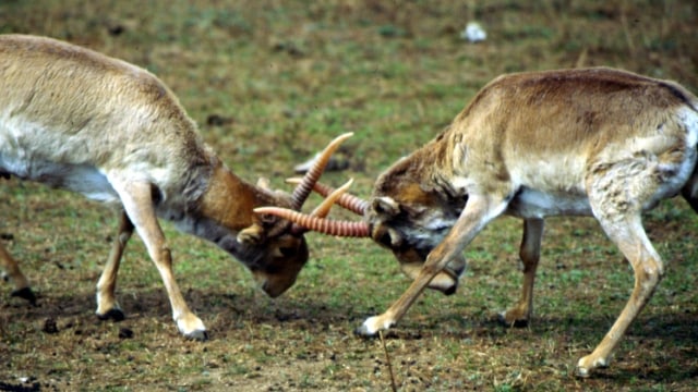 Antelop Saiga (Foto: Flickr/ US Fish and Wildlife Service Hq)