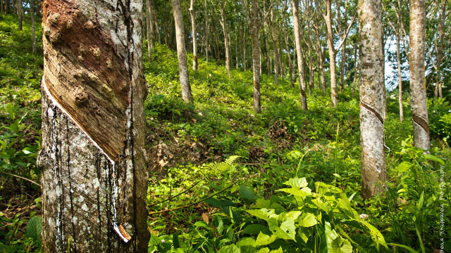 Perkebunan karet. (Foto: Dok. Wikimedia)