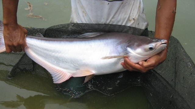 Ikan Patin (Foto: Wikimedia Commons)