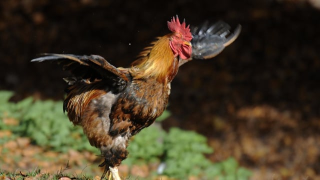Ayam Terbang?