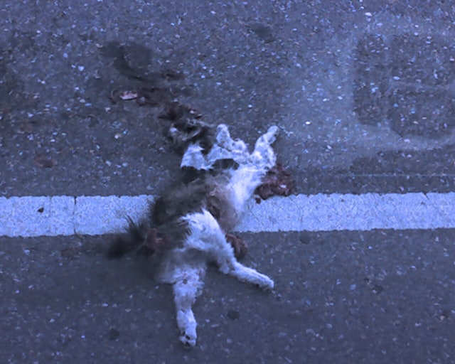 Kuburkan Kucingnya, Sepantasnya… (2)