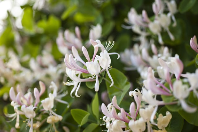 Honeysuckle / Bunga Melati Belanda (Foto: Thinkstock)