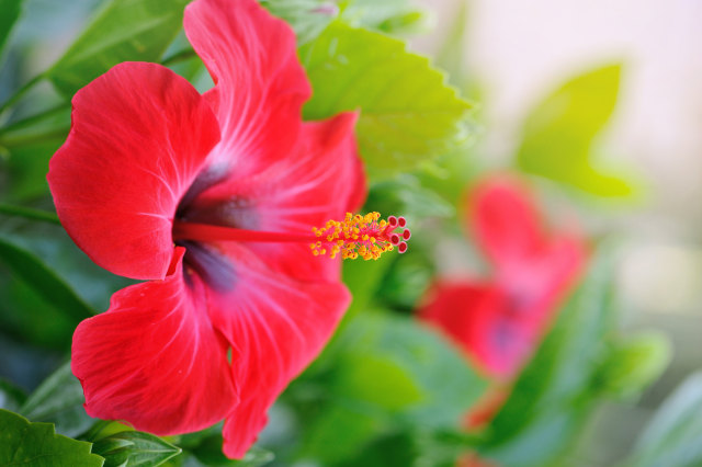 Hibiscus Flower / Bunga Kembang Sepatu (Foto: Thinkstock)