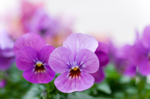 Violet (Foto: Thinkstock)