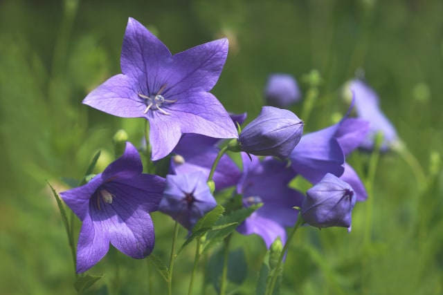 Balloon Flower / Bunga Balon (Foto: Thinkstock)