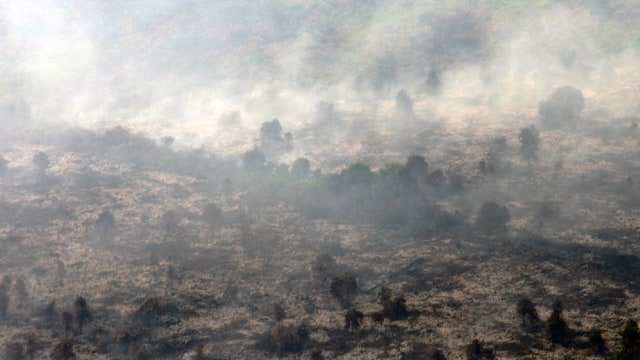 Kebakan Hutan di Riau (Foto: FB Anggoro/Antara)