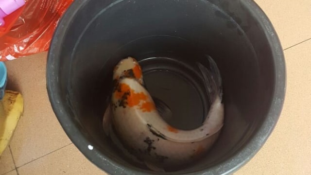 Ikan Koi Ditemukan Saat Banjir (Foto: Istimewa)