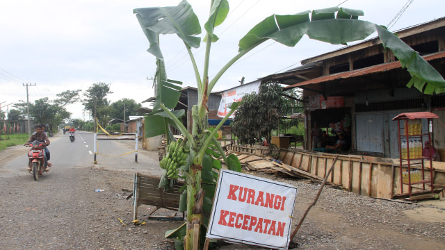 Jalan nasional rusak ditanami pisang (Foto: Syifa/ANTARA)