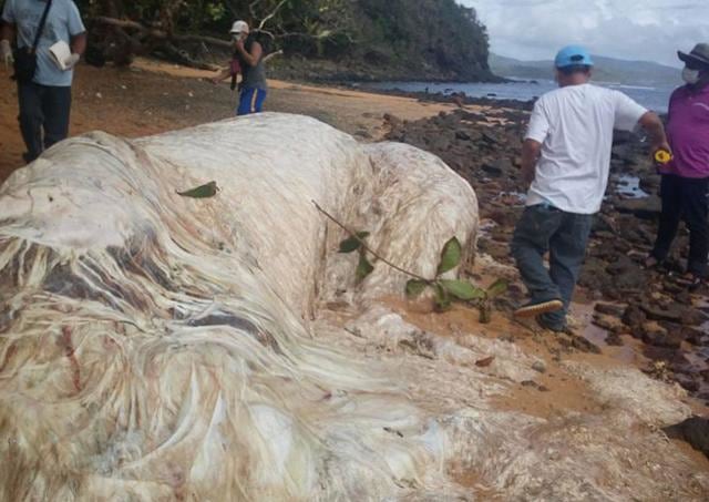 Hewan putih, berbulu di pantai Filipina (Foto: Marjorie Cabatingan Aboy/facebook)