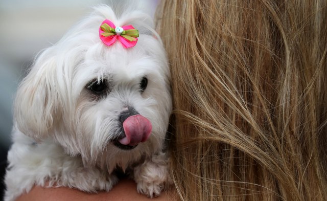Seekor anjing putih mengenakan pita pink. (Foto: Reuters/Sergio Moraes)
