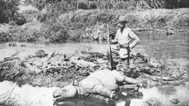 Badak Jawa yang mati dibunuh. (Foto: Commons Wikimedia)