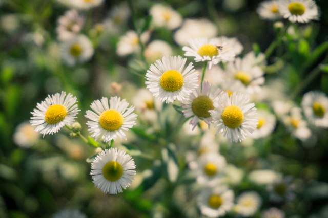 Chamomile, obat ampuh untuk menyembuhkan luka Foto: Thinkstock