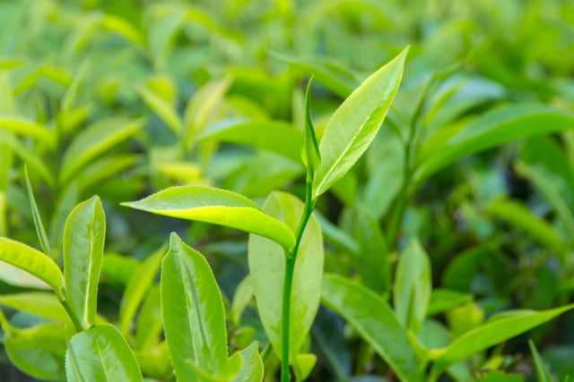 Mencegah Infeksi Pada Luka Dengan Daun Teh (Foto: Thinkstock)
