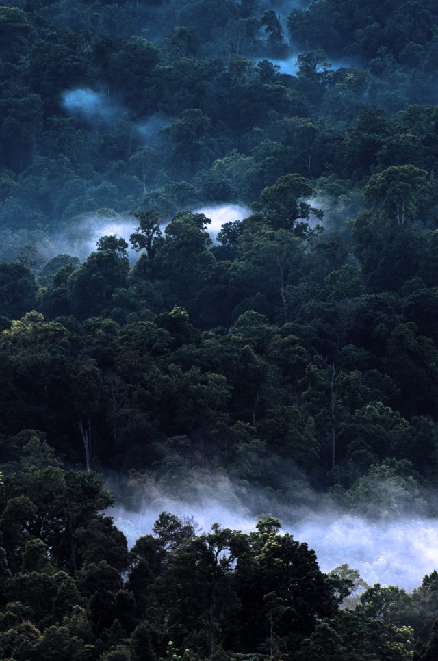 Halimun, Kabut yang Hidup