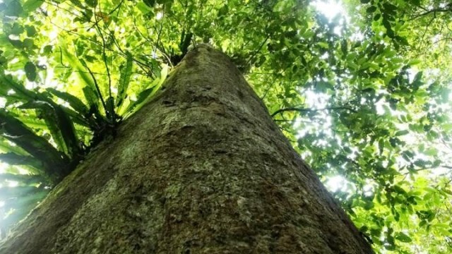 Pohon ulin alias kayu besi yang tumbuh besar. (Foto: biodiversitywarriors.org)