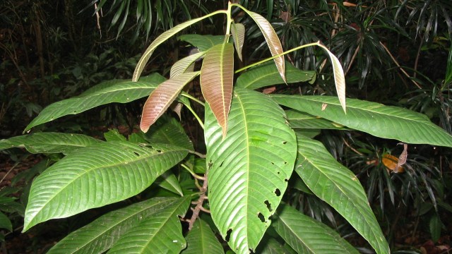 Tanaman pohon ulin alias kayu besi. (Foto: Wikimedia Commons)