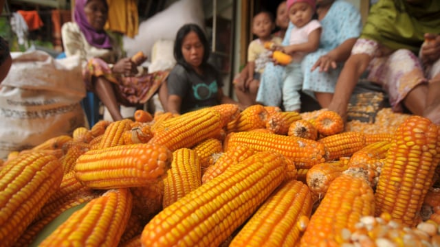 Warga memisahkan biji jagung dari tongkolnya. Foto: ANTARA/Oky Lukmansyah