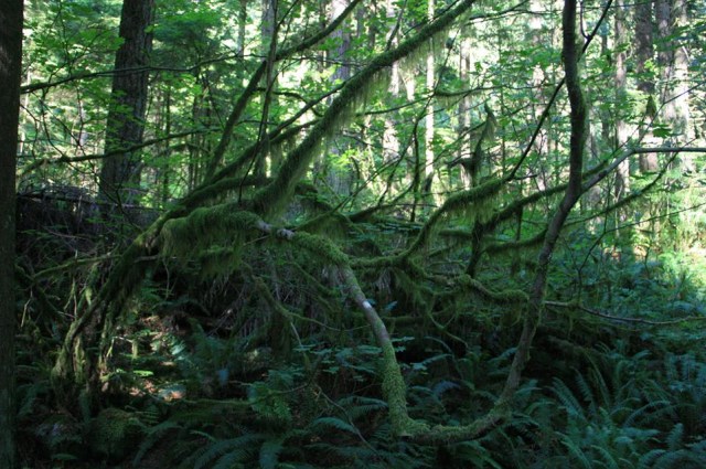 Kota Nyaman itu bernama Vancouver, Canada (2)