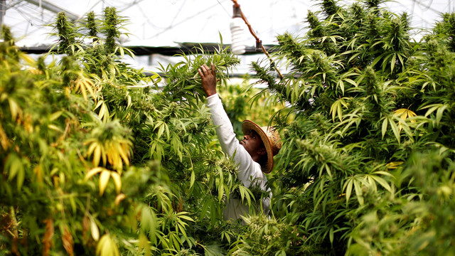 Panen ganja di kota Nazareth, Israel. (Foto: REUTERS/Amir Cohen)