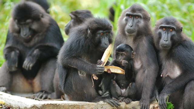 Habitat kera hitam sulawesi terancam (Foto: Basri Marzuki/ANTARA)