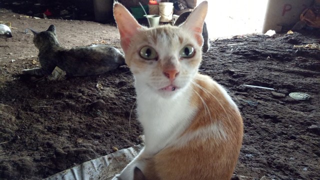 Kucing bernama Ayu  (Foto: Anggi Dwiky Dermawan/kumparan )