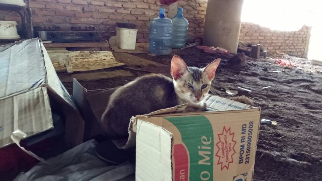 Kucing di pemukiman pemulung  (Foto: Anggi Dwiky Dermawan/kumparan )
