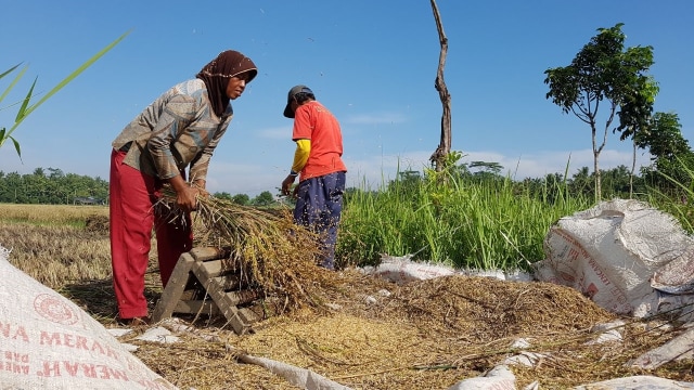 Panen raya dan serap gabah di Lakbok, Ciamis (Foto: Dokumentasi Kementan)