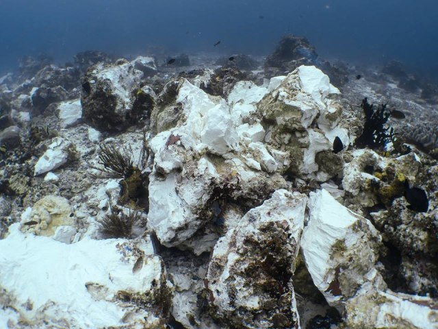 Kerusakan terumbu karang Pulau Kri. (Foto: Facebook: Norm Van't Hoff)