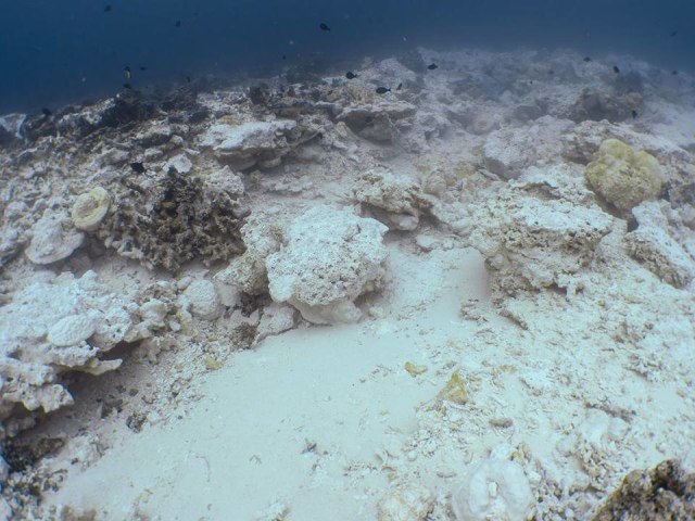 Terumbu karang rusak akibat tergesek kapal. (Foto: Facebook: Norm Van't Hoff)