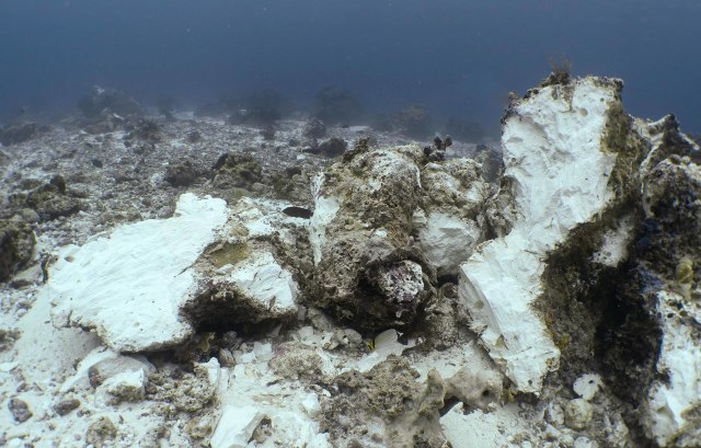 Terumbu karang yang kini rusak. (Foto: Facebook: Norm Van't Hoff)