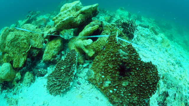 Kerusakan Terumbu Karang Raja Ampat. (Foto: Antara via Pemda Kabupaten Raja Ampat)