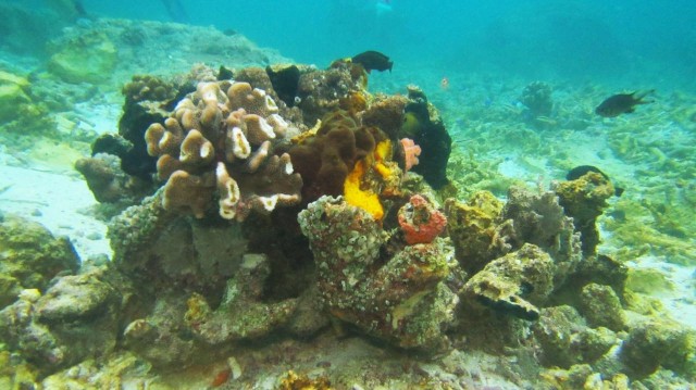 Terumbu Karang. (Foto: Dok. Kementerian Lingkungan Hidup dan Kehutanan)