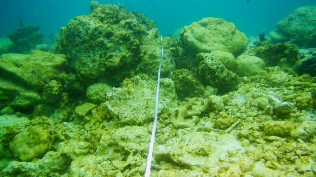 Mengukur terumbu karang. (Foto: Dok. Kementerian Lingkungan Hidup dan Kehutanan)