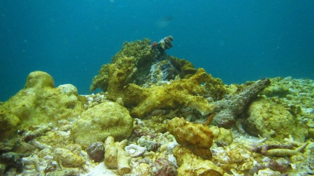 Terumbu Karang di Raja Ampat. (Foto: Dok. Kementerian Lingkungan Hidup dan Kehutanan)