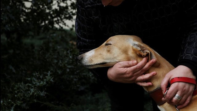 Anjing yang dipelihara untuk mengobati skizofrenia (Foto: REUTERS/Susana Vera)