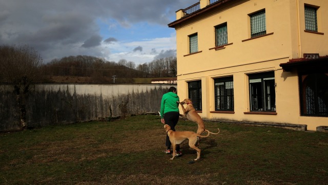 Bermain dengan anjing puppy love (Foto: REUTERS/Susana Vera)
