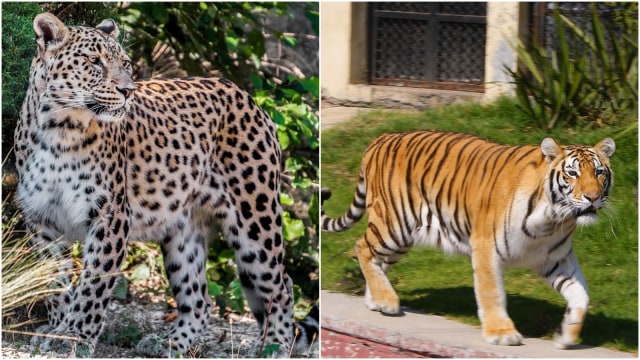 Macan bertutul, harimau loreng (Foto: Pixabay)