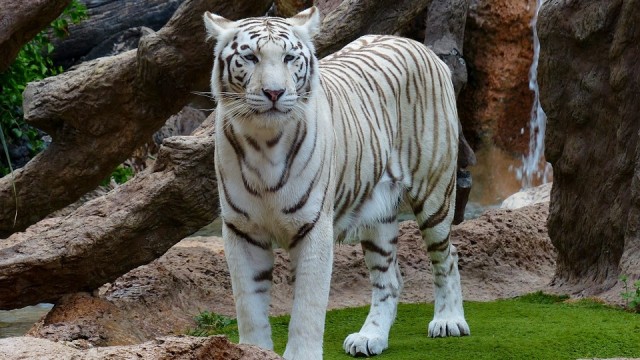 Harimau Benggala Putih. (Foto: Pixabay)